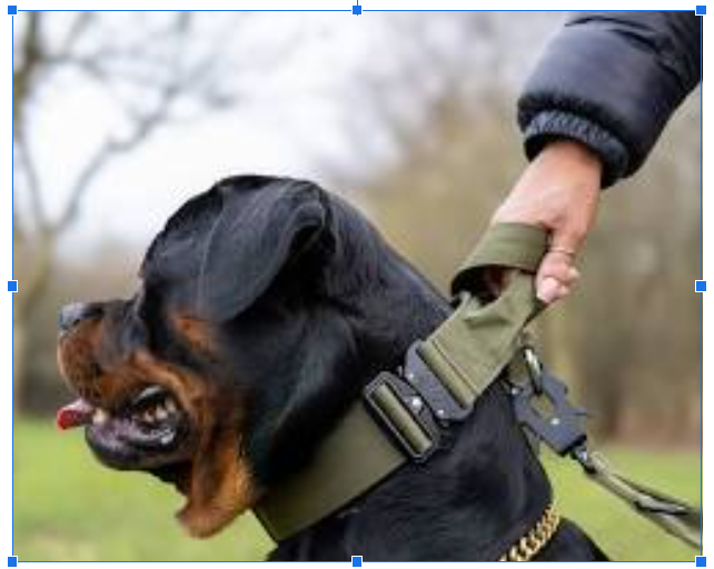 Theο»Ώ Power ΠΎf Tactical Dog Collars: More Than Just Gear
